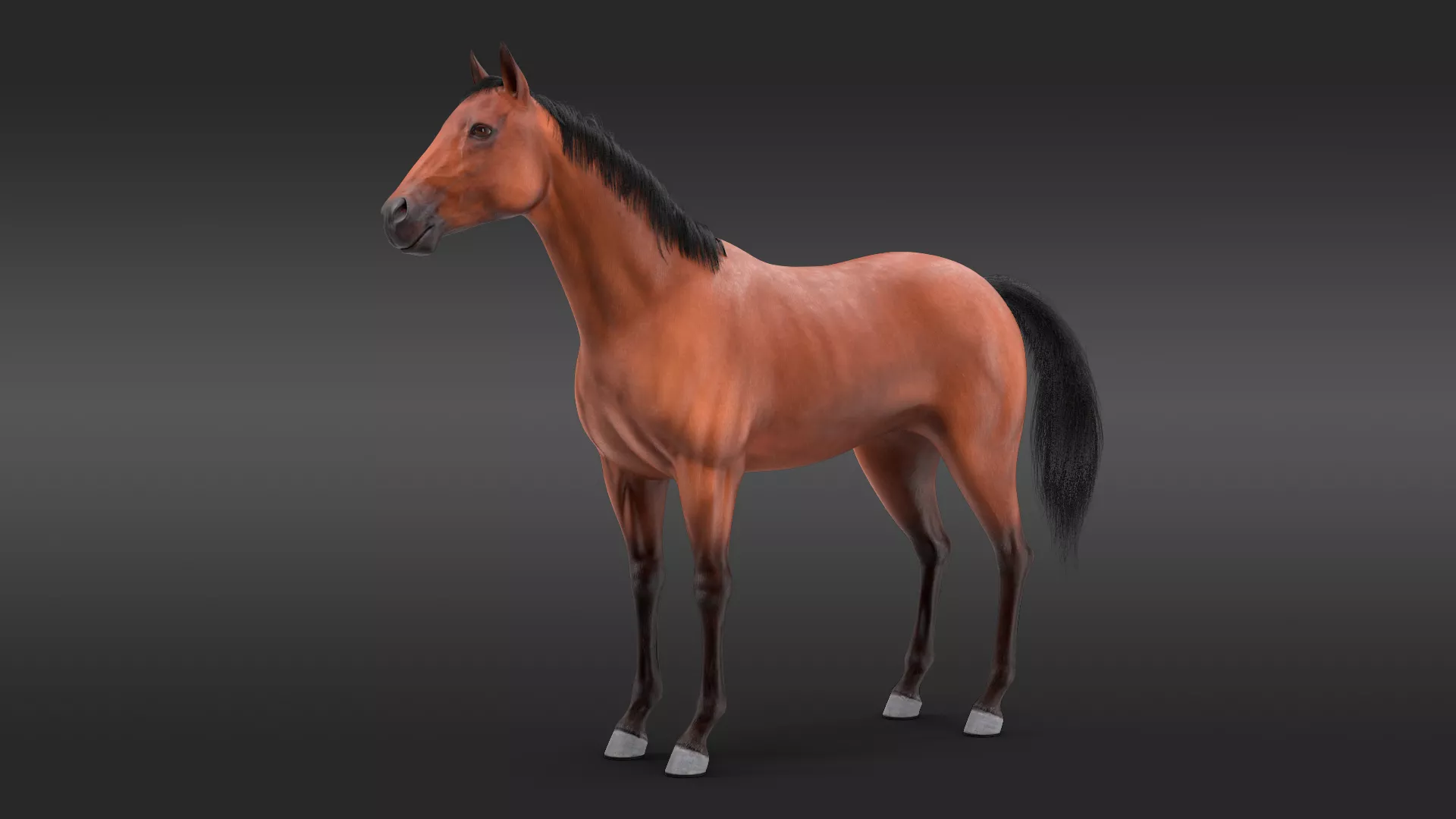 Bay Horse Fur 3D model