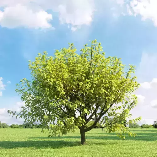 Prunus padus aurea 018 v1 AM136 3D model