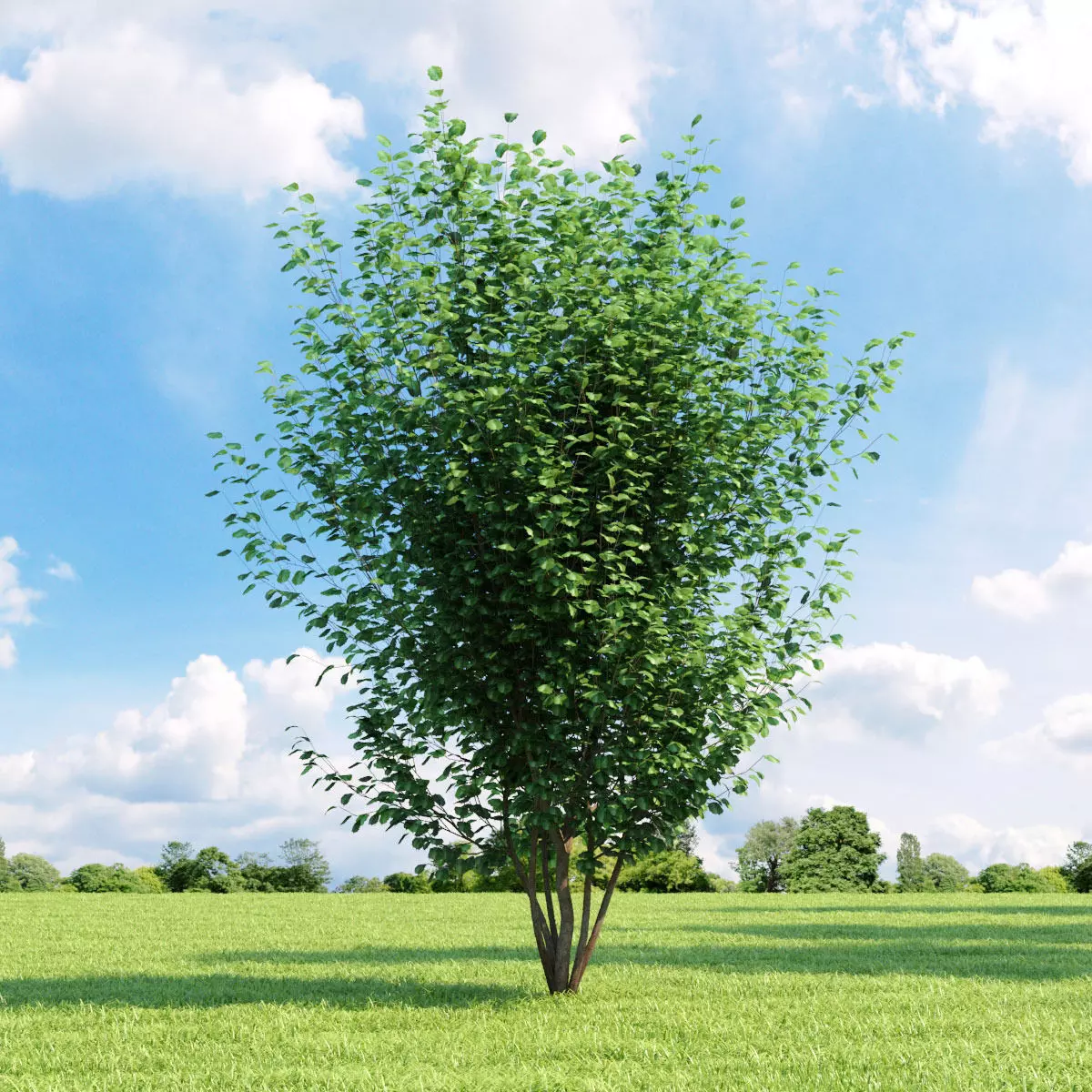 Crataegus coccinea 017 v3 AM136 3D model_0