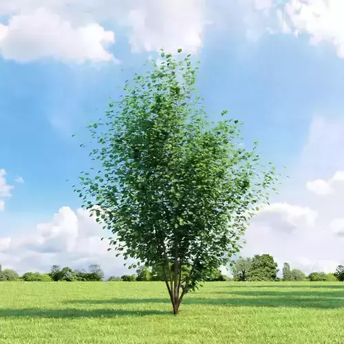 Crataegus coccinea 017 v2 AM136