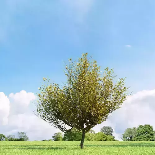 Cornus mas 016 v3 AM136