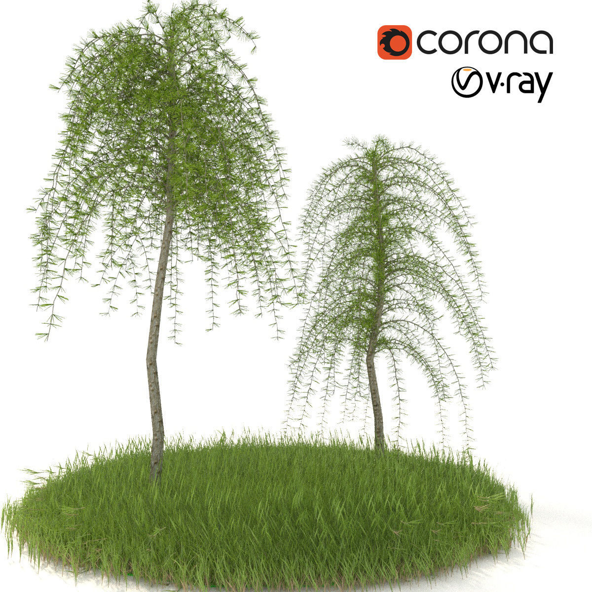 Larch European pendula 3D model