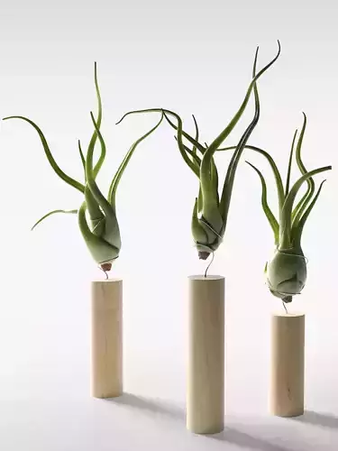 Medusa Head Air Plant with Stands 3D model