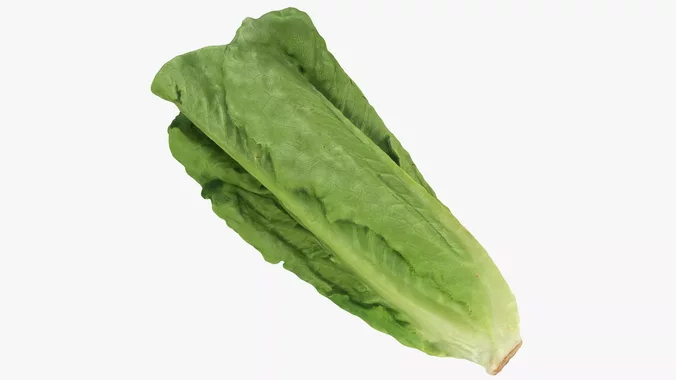 Romaine Lettuce 01