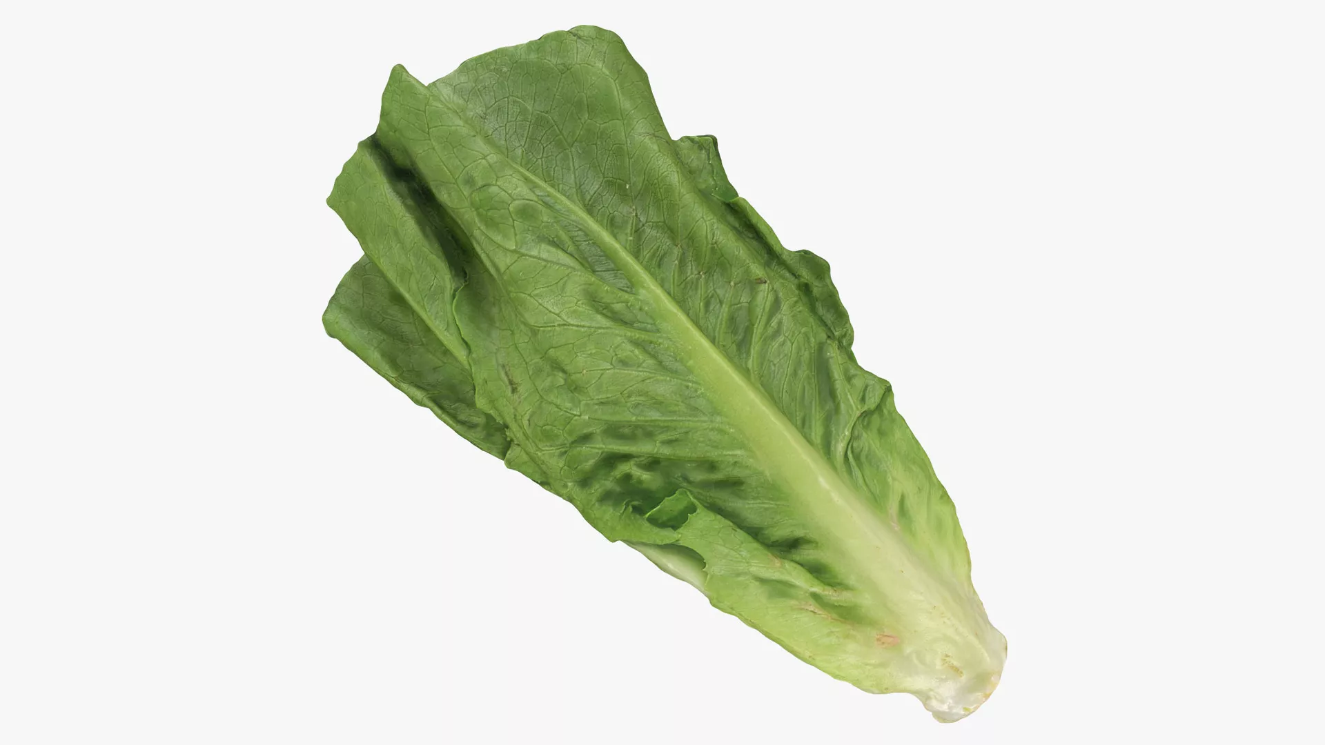 Romaine Lettuce 02 3D model