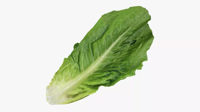 Romaine Lettuce Leaf 01
