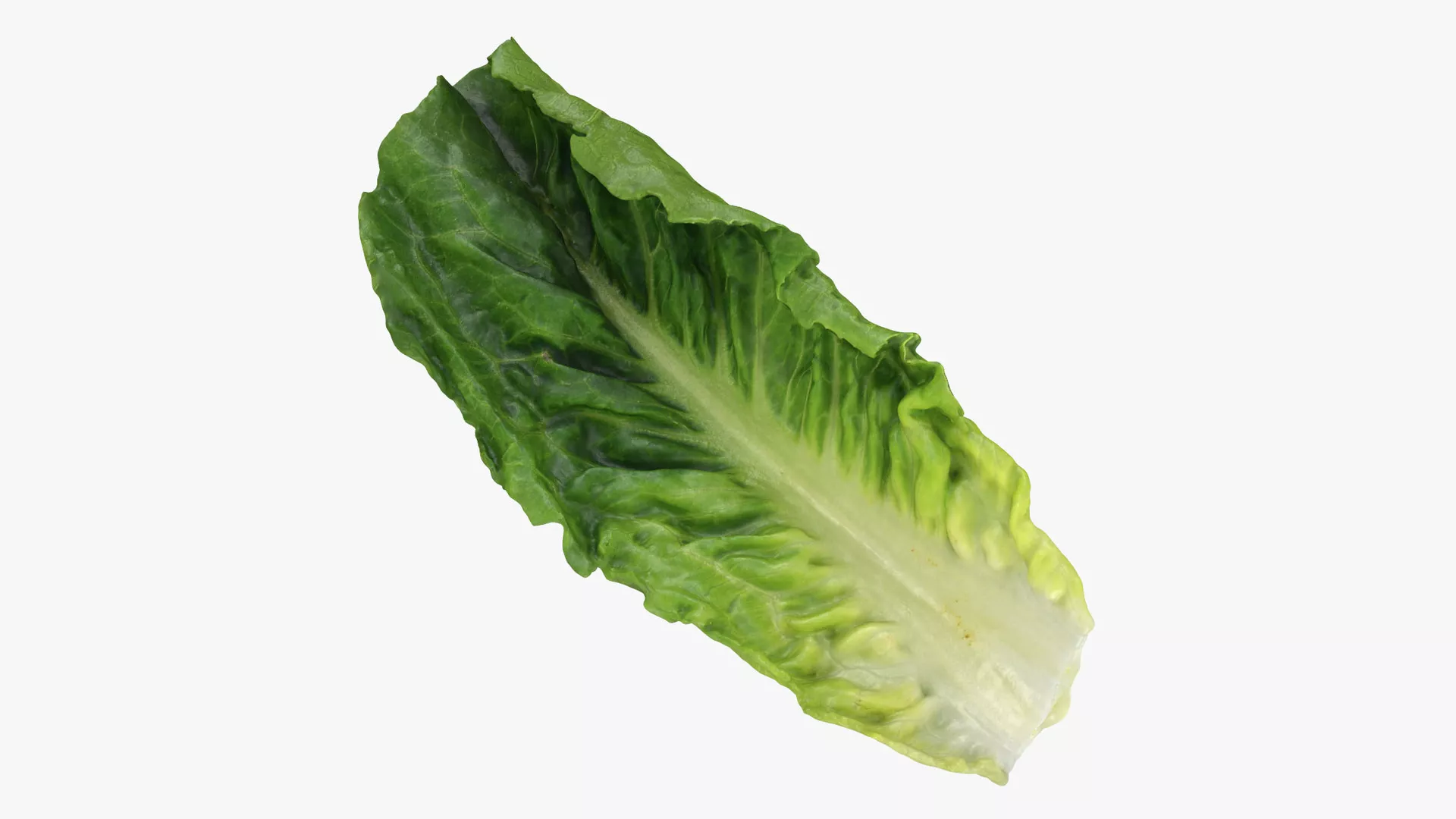 Romaine Lettuce Leaf 02 3D model
