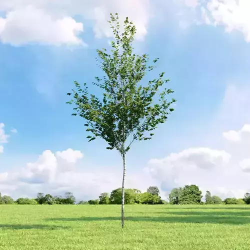 Betula 015 v1 AM136 3D model