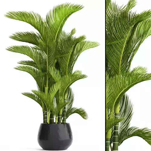 Dypsis lutescens 3D model