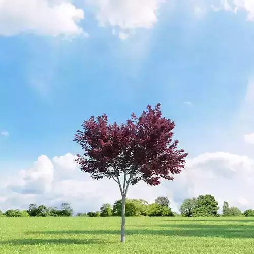 Prunus blireana 013 v3 AM136 3D model