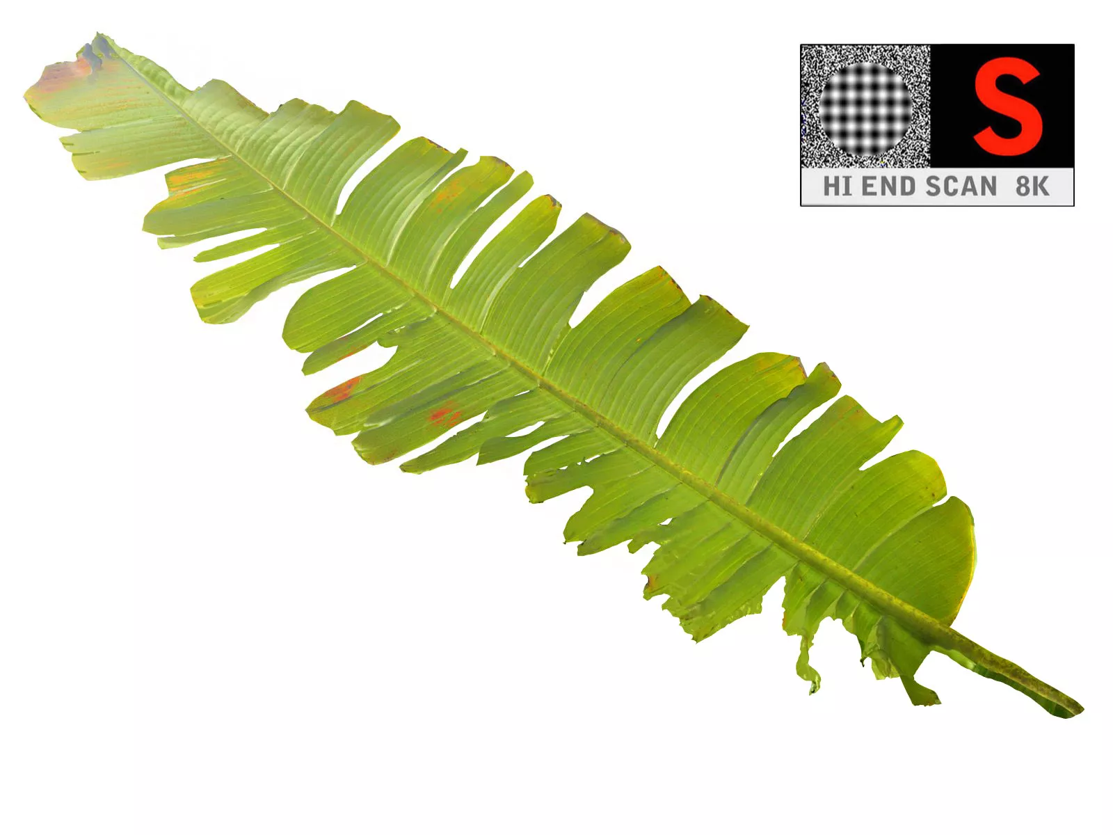 Palm leaf Low-poly 3D model