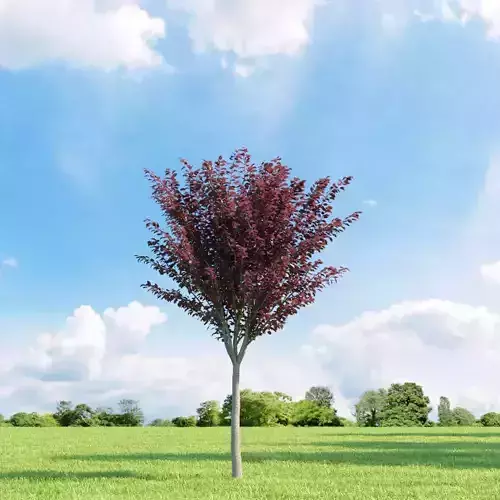 Prunus blireana 013 v1 AM136 3D model