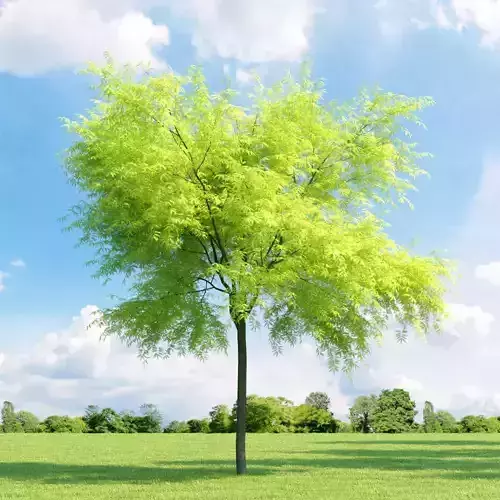 Gleditsia triacanthos 012 v3 AM136 3D model