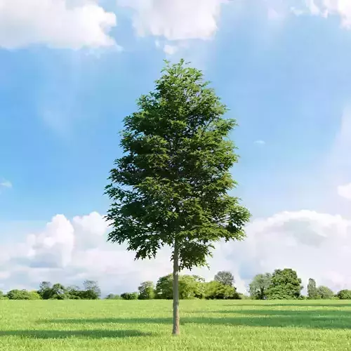 Quercus palustris 011 v3 AM136