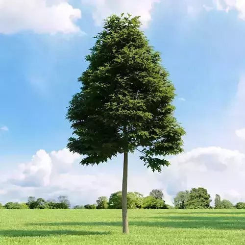 Quercus palustris 011 v1 AM136 3D model