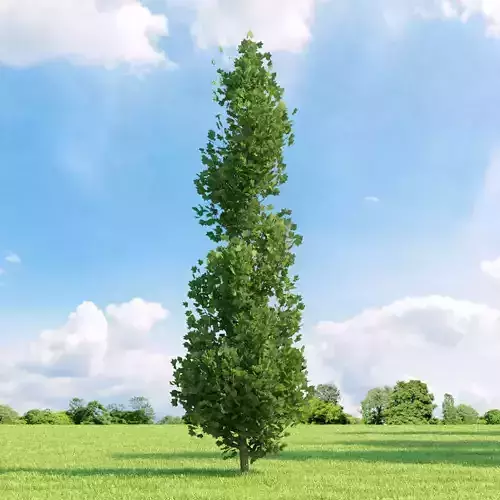 Liriodendron tulipifera 010 v3 AM136 3D model