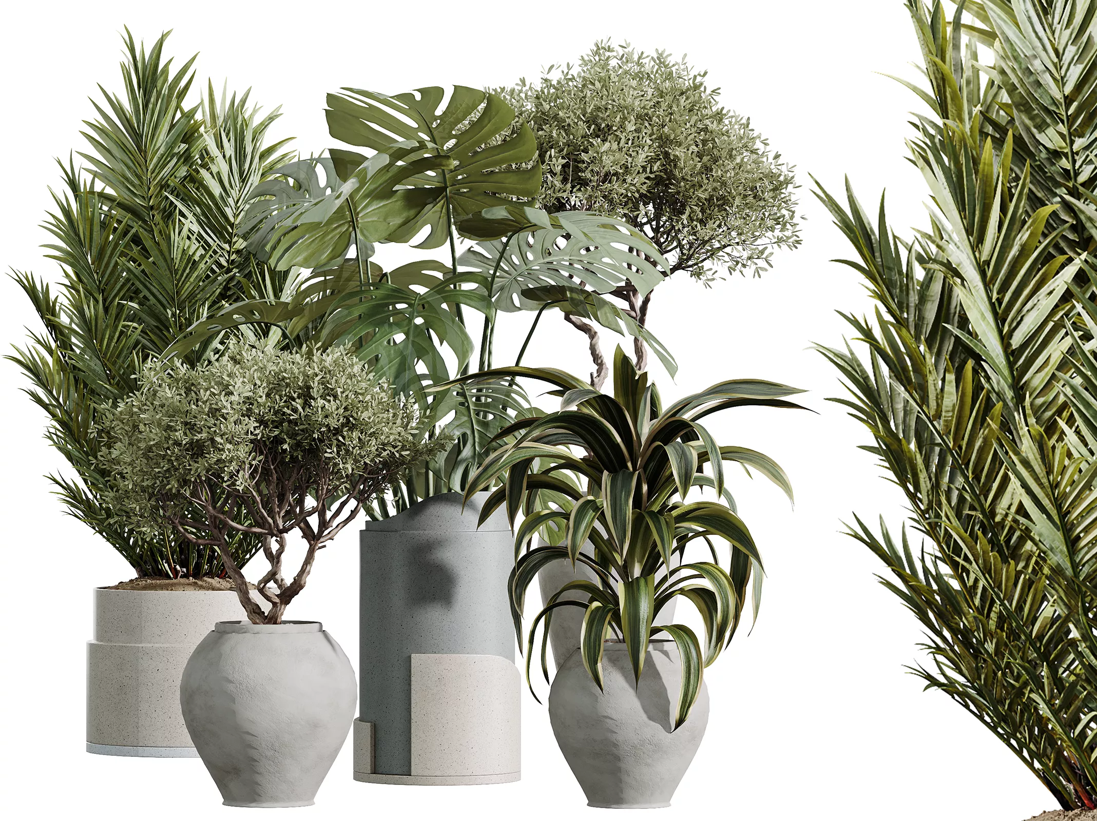 AV Indoor Plants Set 503 Warneckii Olive Elegant Monstera Palm 3D model