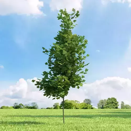 Liriodendron tulipifera 010 v2 AM136