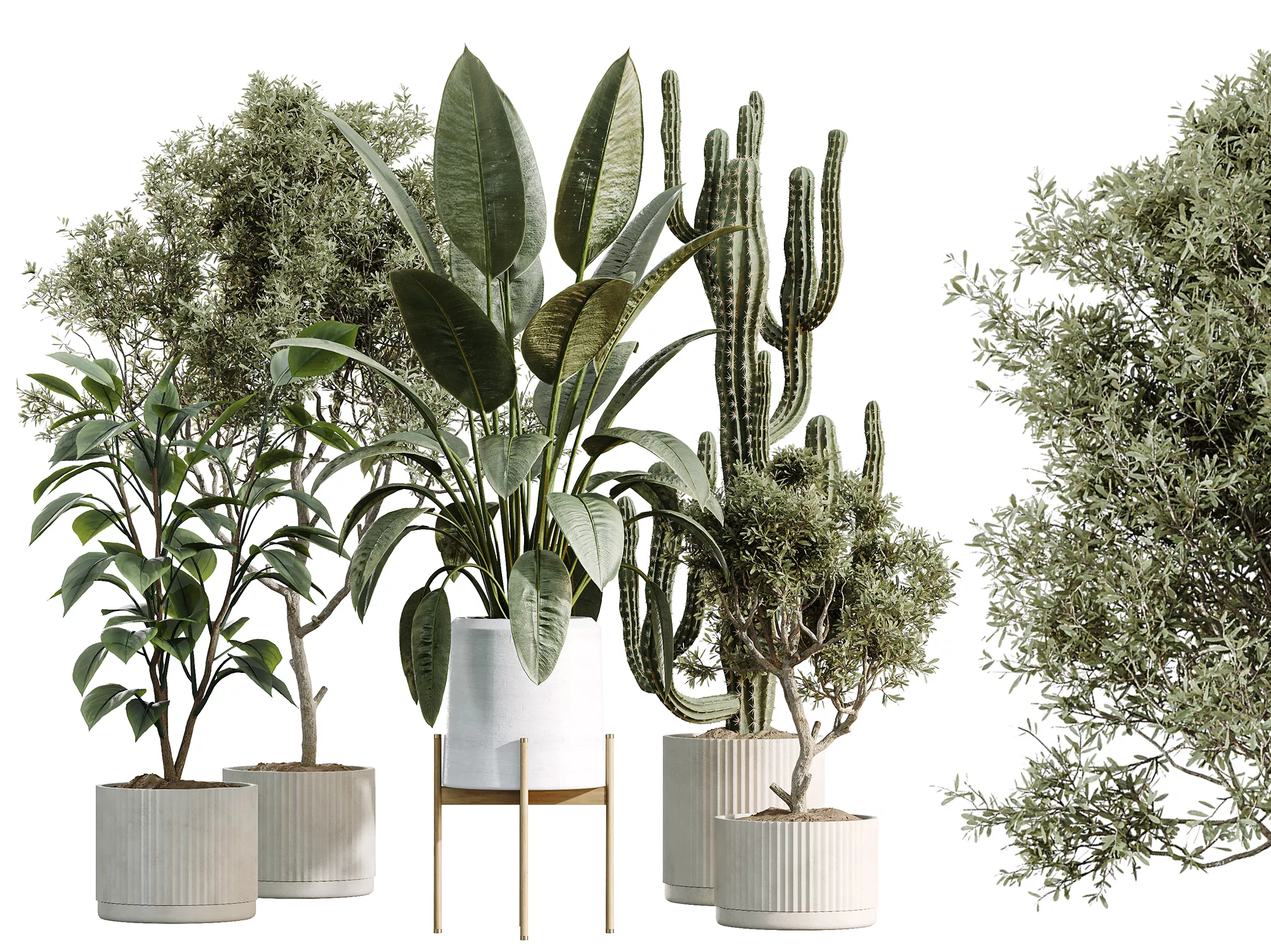 AV Indoor Plants Set 504 Ficus Elastica Olive Cactus Euphorbia 3D model