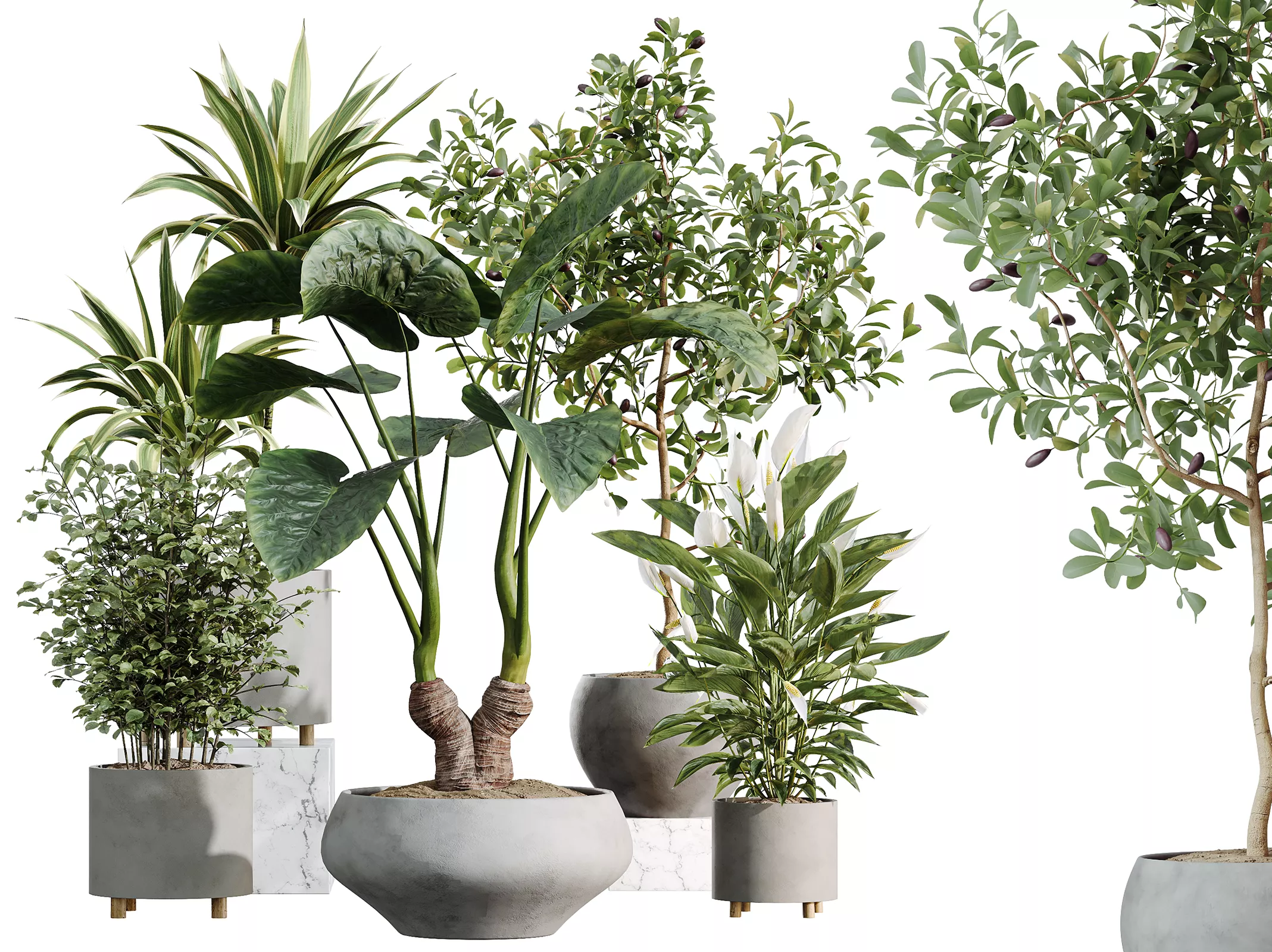 AV Indoor Plants Set 506 Peace Lily Cunjevoi Briful Alnus 3D model