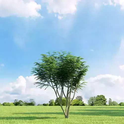 Caragana arborescens 009 v3 AM136 3D model