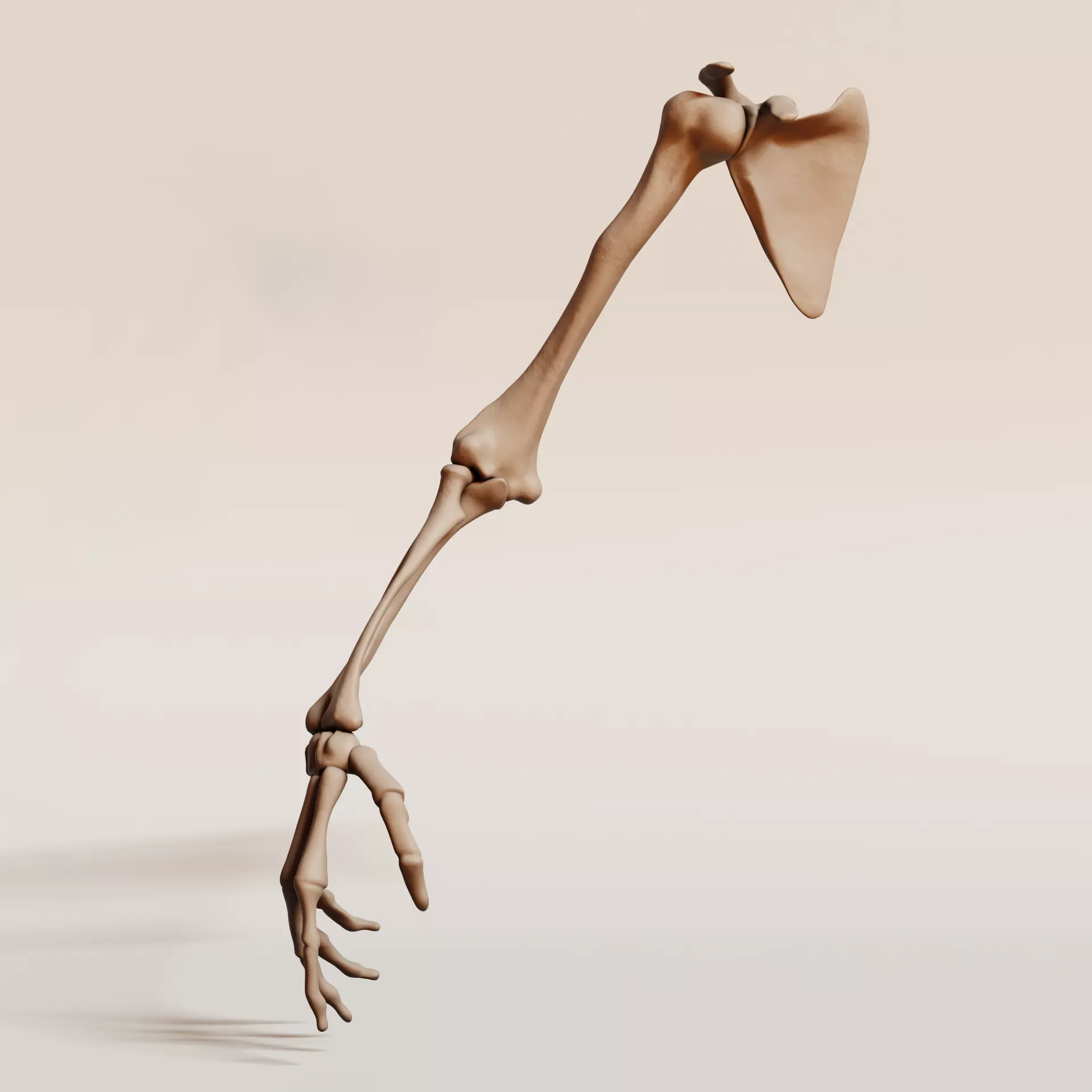 Human Arm Bones Anatomy Model - Detailed Upper Limb Skeleton 3D 3D print model