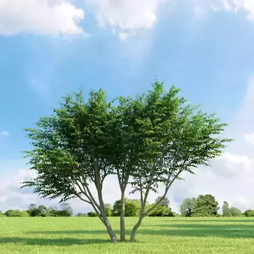Caragana arborescens 009 v1 AM136 3D model