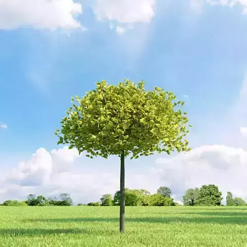 Euonymus emerald-n-gold 008 v2 AM136