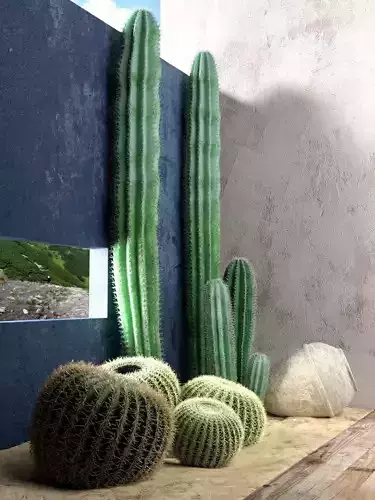 Saguaro and Golden Barrel Cactuses