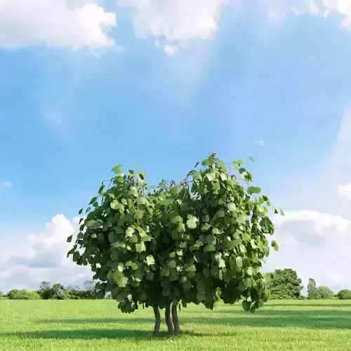 Corylus avellana 007 v3 AM136 3D model