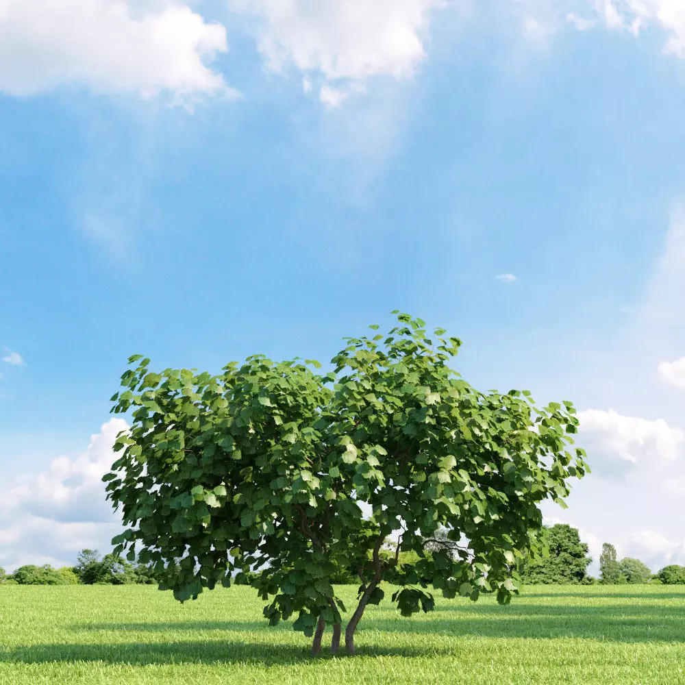 Corylus avellana 007 v2 AM136 3D model_0