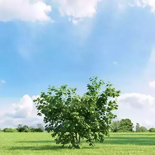 Corylus avellana 007 v1 AM136 3D model
