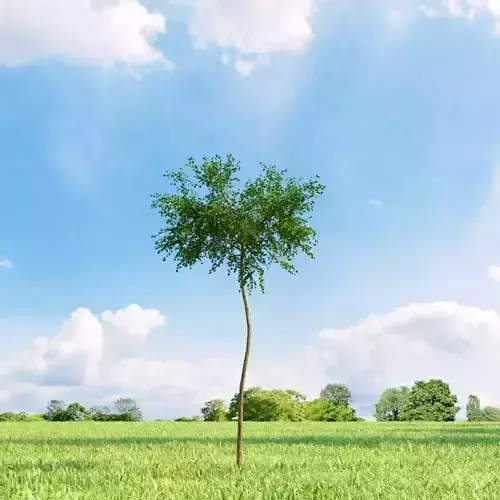 Betula nana 006 v2 AM136