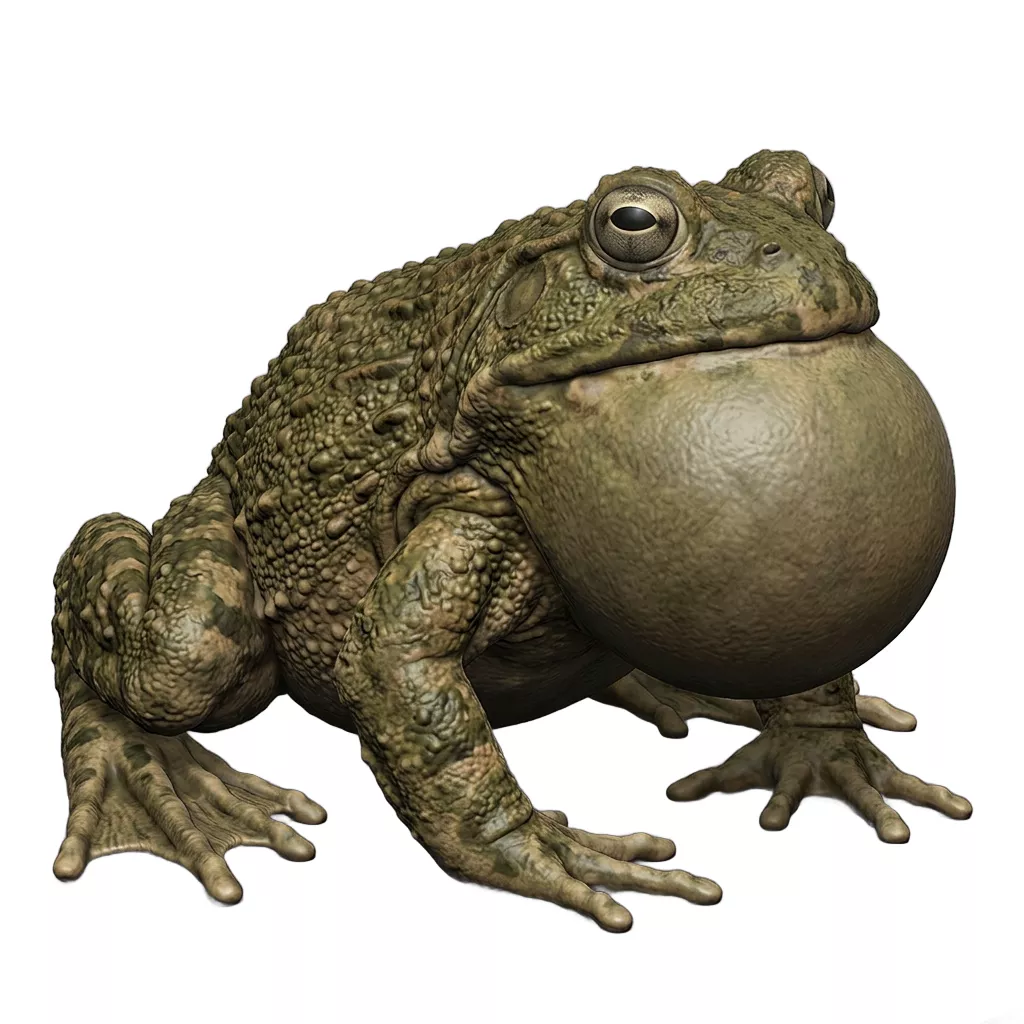 frog printable 3D print model
