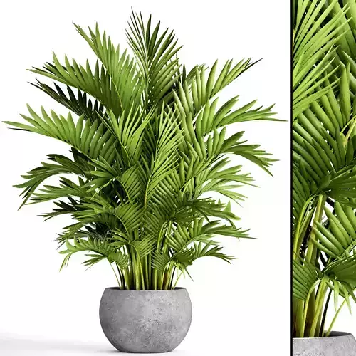 Howea Forsteriana Palm 3