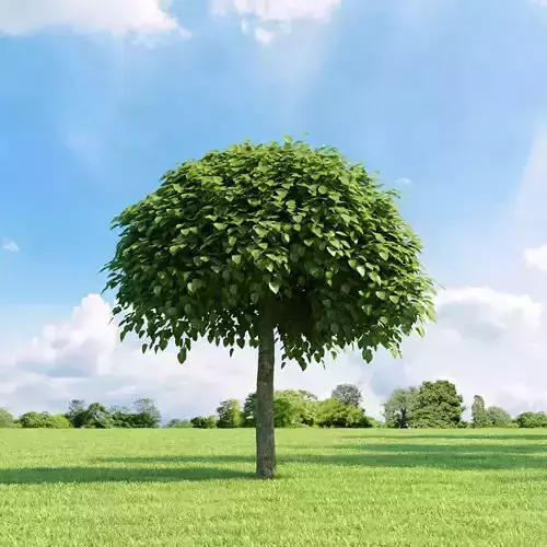 Catalpa bignonioides 005 v1 AM136