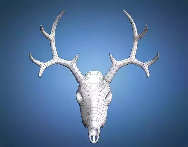 Deer Skull Base Mesh Low-poly 3D model