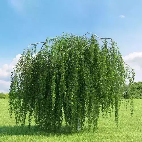 Betula pendula Youngii 004 v2 AM136 3D model