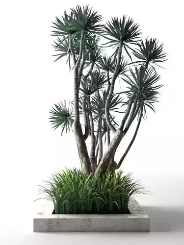 Palm Trees with Grass