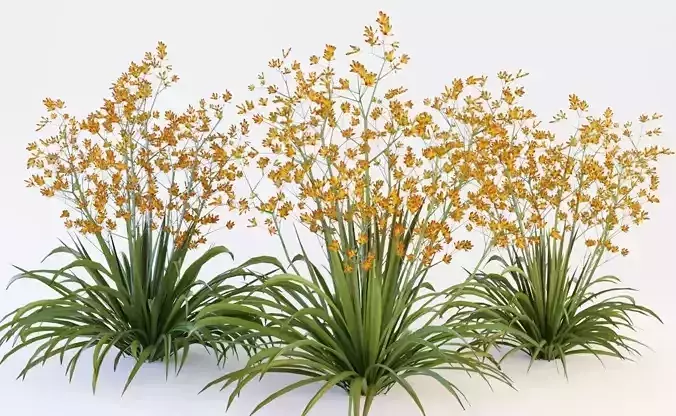 Plant orange flowers