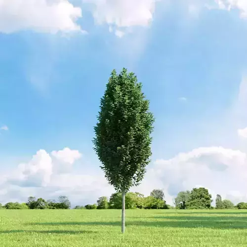Carpinus betulus Frans Fontaine 003 v3 AM136 3D model