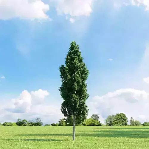 Carpinus betulus Frans Fontaine 003 v2 AM136 3D model