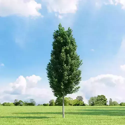 Carpinus betulus Frans Fontaine 003 v1 AM136 3D model