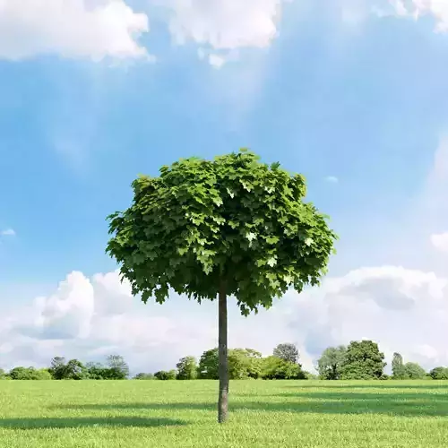 Acer platanoides 002 v3 AM136