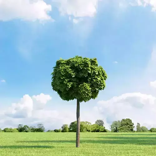 Acer platanoides 002 v2 AM136 3D model Acer platanoides 002 v2 AM136 3D model