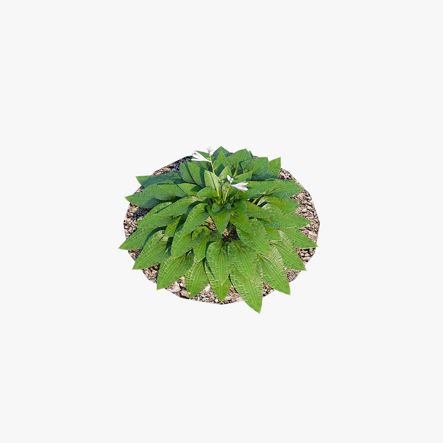 Hosta one Low-poly 3D model_11