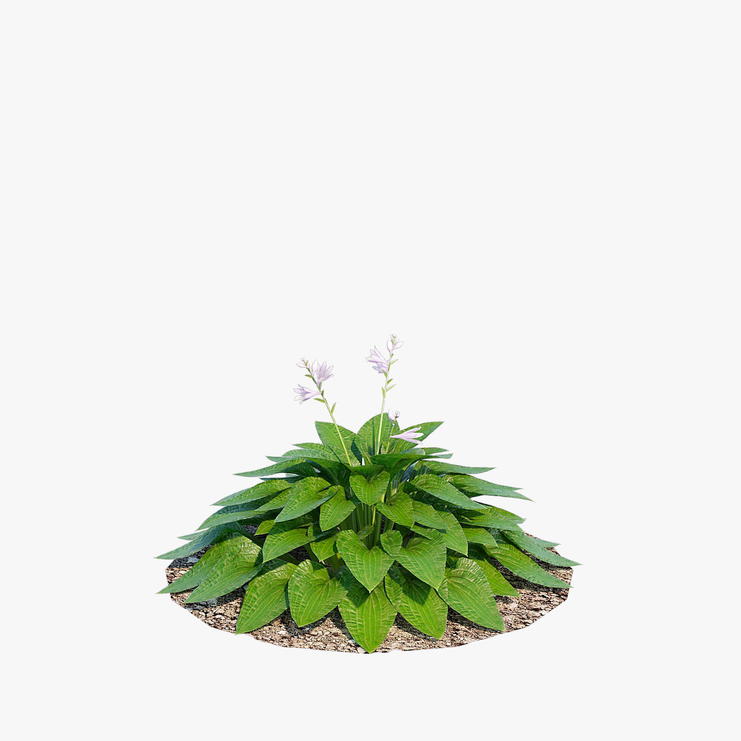 Hosta one Low-poly 3D model_8