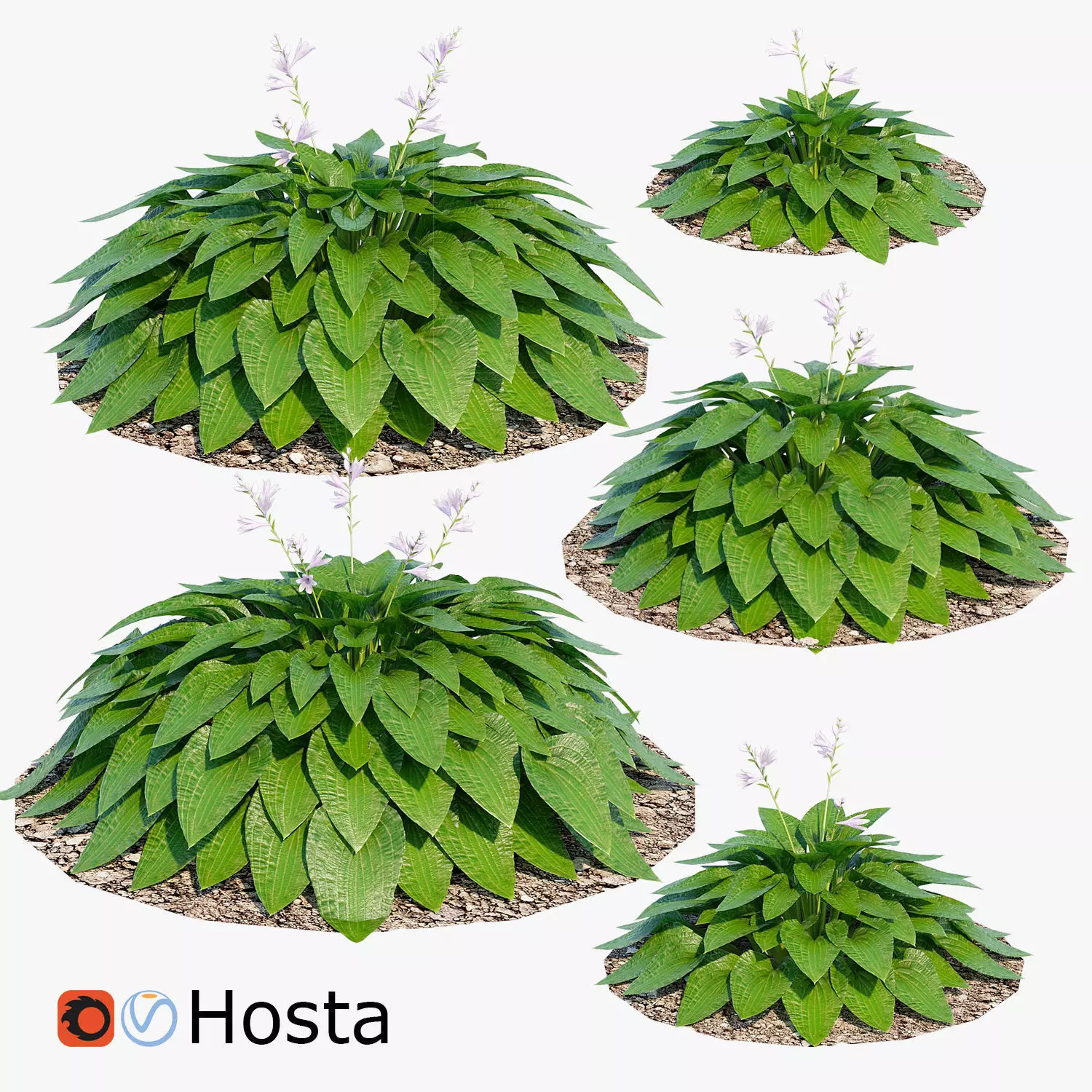 Hosta one Low-poly 3D model_0