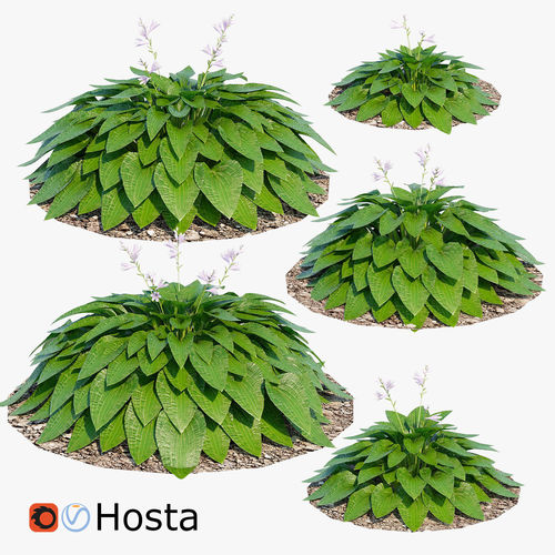 Hosta one Low-poly 3D model
