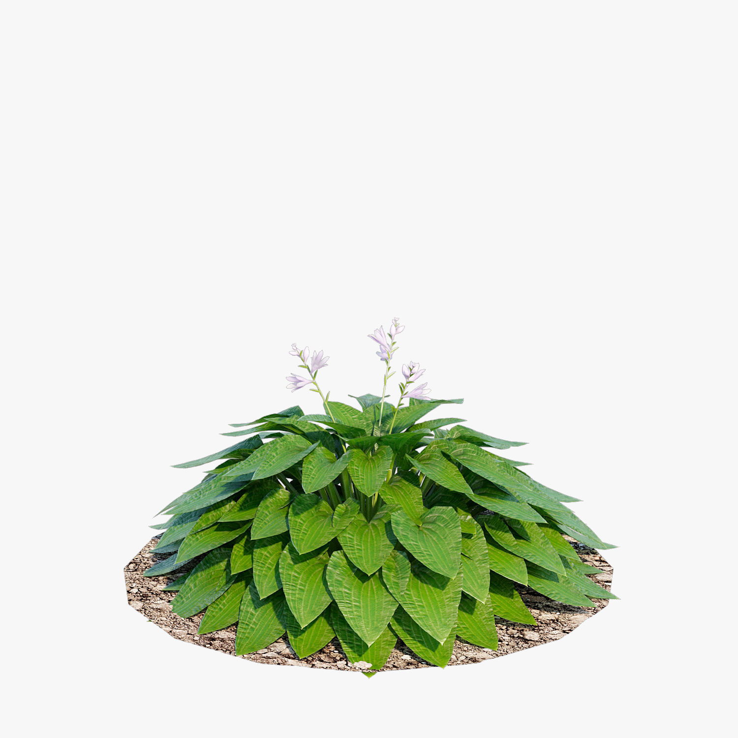 Hosta one Low-poly 3D model_6